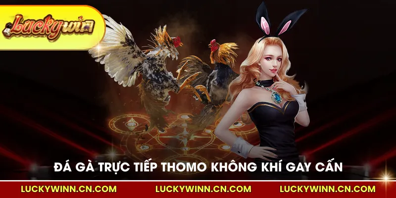 Đá gà trực tiếp Thomo không khí gay cấn